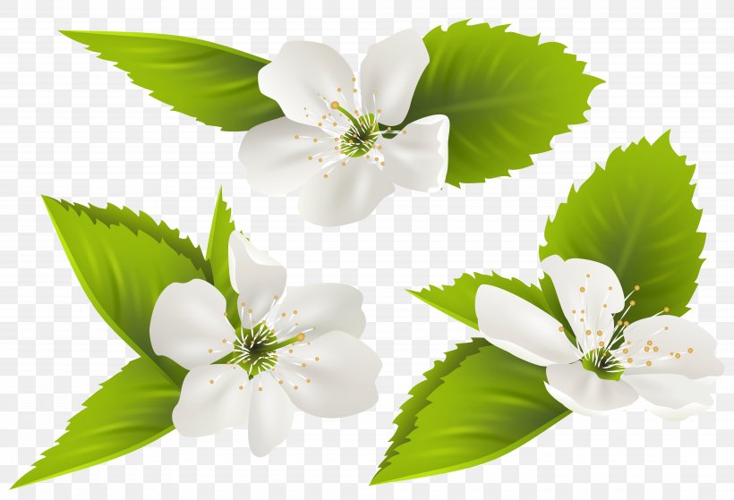 Jasmine Flower, PNG, 8000x5454px, Flower, Blossom, Branch, Document, Filename Extension Download Free