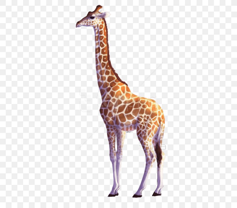 Clip Art Image Northern Giraffe Vector Graphics, PNG, 480x720px, Northern Giraffe, Adaptation, Animal Figure, Drawing, Fawn Download Free