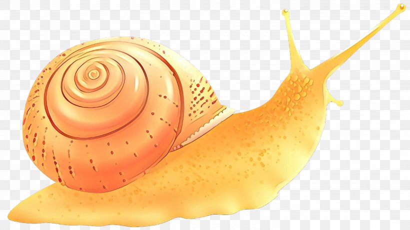 Snails And Slugs Snail Sea Snail Lymnaeidae Conch, PNG, 3000x1684px, Cartoon, Conch, Lymnaeidae, Sea Snail, Shankha Download Free