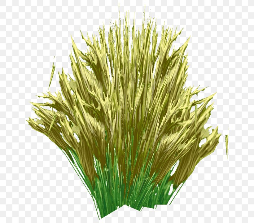 Sweet Grass Vetiver Commodity Wheatgrass Chrysopogon, PNG, 720x720px, Sweet Grass, Aquarium Decor, Chrysopogon, Chrysopogon Zizanioides, Commodity Download Free