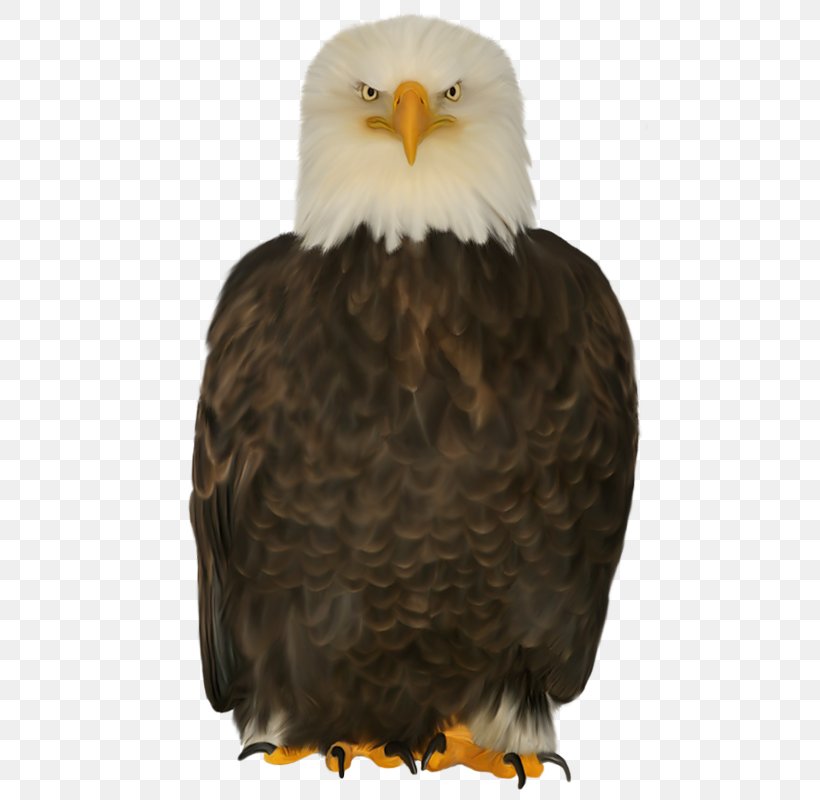 Bald Eagle Bird Of Prey, PNG, 478x800px, Bald Eagle, Accipiter, Accipitriformes, Albom, Beak Download Free