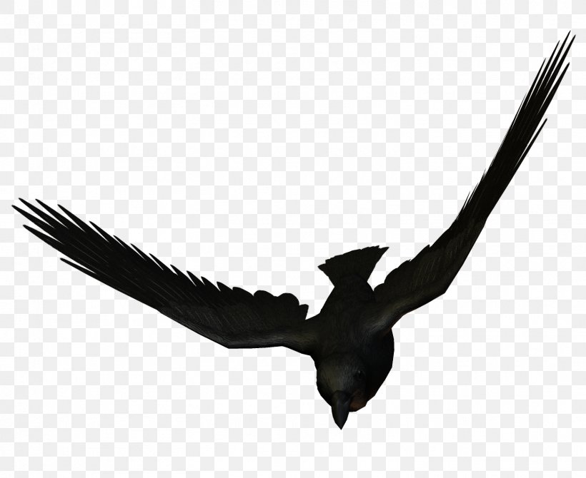 Bird Flight Large-billed Crow Carrion Crow Flying Animals, PNG, 1567x1281px, Bird, Android, Beak, Bird Of Prey, Black And White Download Free