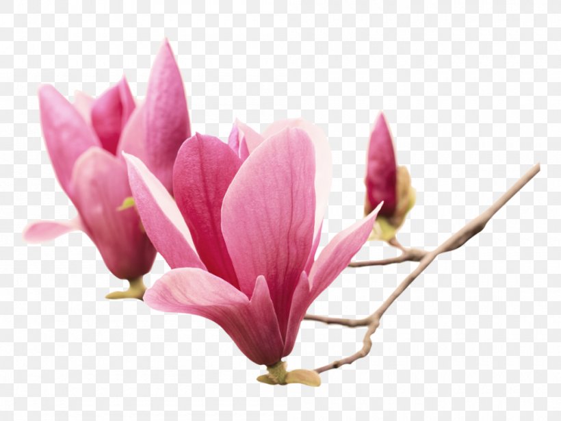 Chinese Magnolia Southern Magnolia Flower Magnolia Liliiflora Sticker, PNG, 1000x751px, Chinese Magnolia, Blossom, Branch, Flower, Flowering Plant Download Free