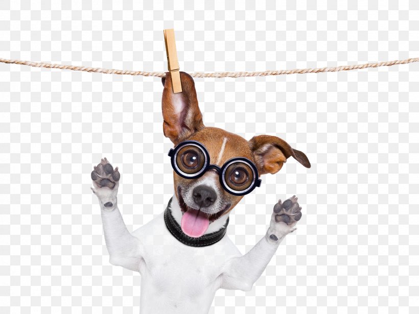 Pug French Bulldog Basset Hound Jack Russell Terrier, PNG, 1600x1200px, Pug, Basset Hound, Breed Standard, Bulldog, Carnivoran Download Free