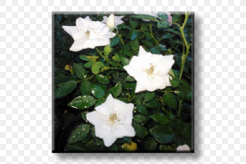 Rose Rock Garden Shrub Armeria Maritima, PNG, 600x548px, Rose, Annual Plant, Armeria Maritima, Cogon Grass, Datura Download Free
