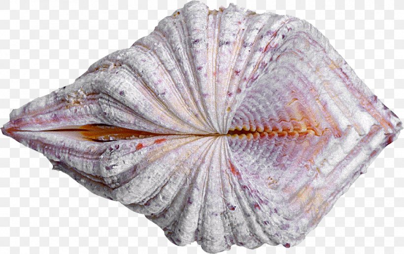 Cockle Seashell Oyster Clam Conchology, PNG, 1342x844px, Cockle, Advertising, Clam, Clams Oysters Mussels And Scallops, Conchology Download Free