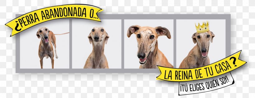 Dog Breed Italian Greyhound Whippet Logo, PNG, 1795x692px, Dog Breed, Advertising, Brand, Breed, Carnivoran Download Free