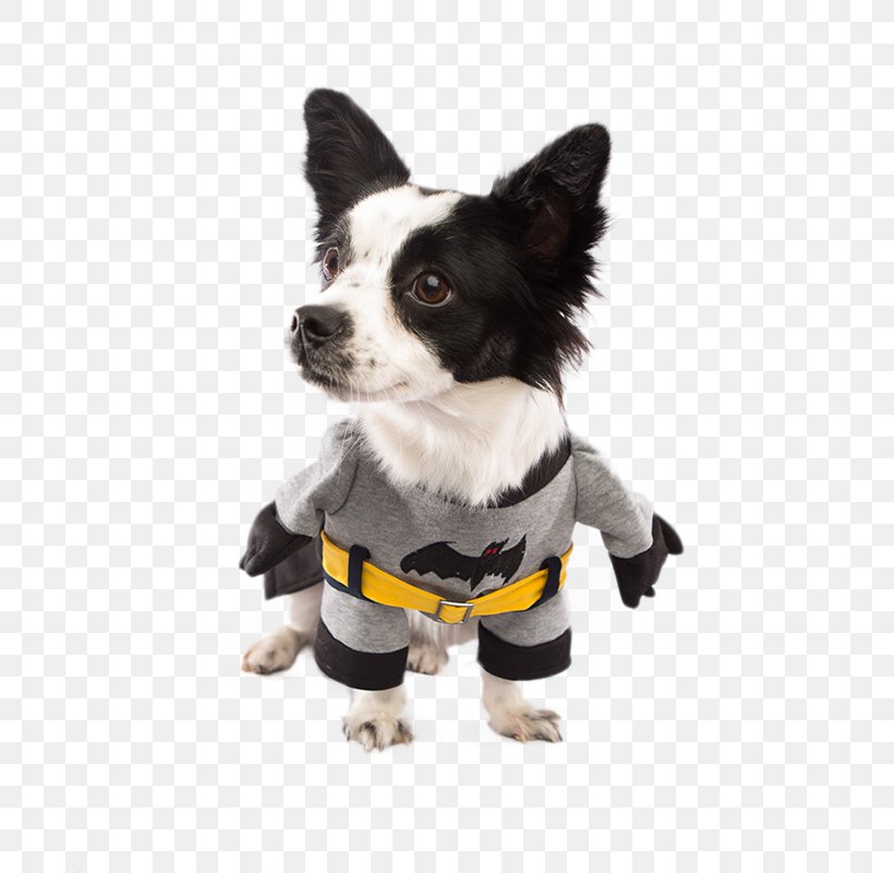 Dog Breed Puppy Costume Pet, PNG, 800x800px, Dog Breed, Bow Tie, Carnivoran, Clothing, Clothing Accessories Download Free