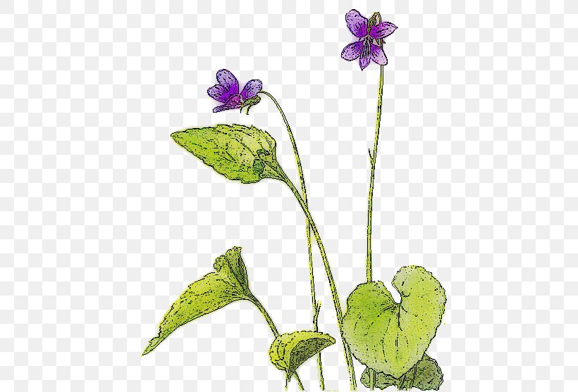 Violet Clip Art, PNG, 469x557px, Violet, Flora, Floral Design, Flower, Flowering Plant Download Free