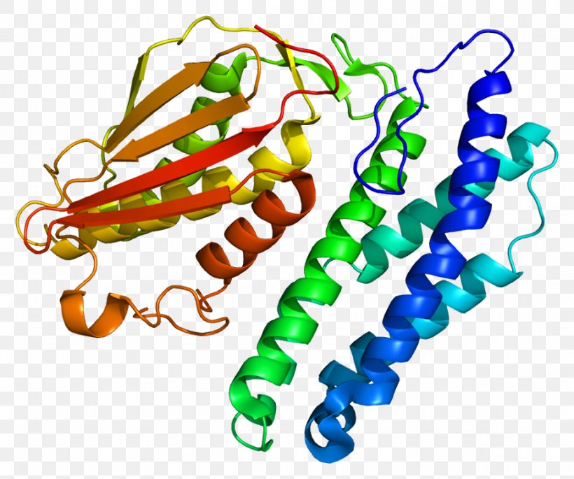 Branched-chain Alpha-keto Acid Dehydrogenase Complex Protein Pyruvate Dehydrogenase Bckdk, PNG, 924x773px, Protein, Asperger Syndrome, Bckdk, Body Jewelry, Branchedchain Amino Acid Download Free