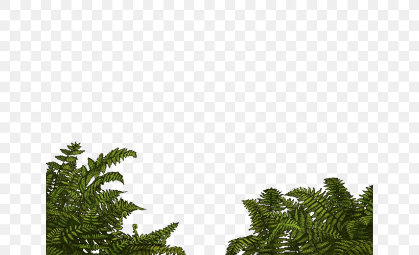 Felidae Lion Fir Cheetah Pine, PNG, 640x500px, Felidae, Biome, Branch, Cheetah, Conifer Download Free