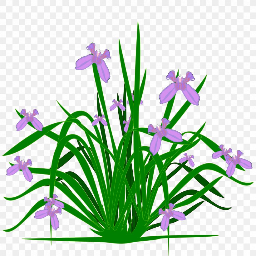 Flower Irises Iris Croatica Clip Art, PNG, 2400x2400px, Flower, Aquarium Decor, Blog, Cut Flowers, Drawing Download Free