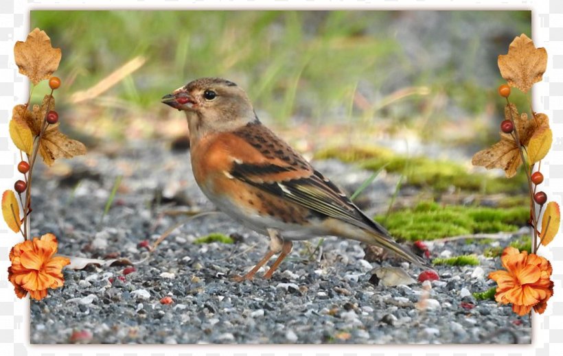 House Sparrow Ortolan Bunting Finches Brambling, PNG, 1060x671px, House Sparrow, American Sparrows, Beak, Bird, Brambling Download Free