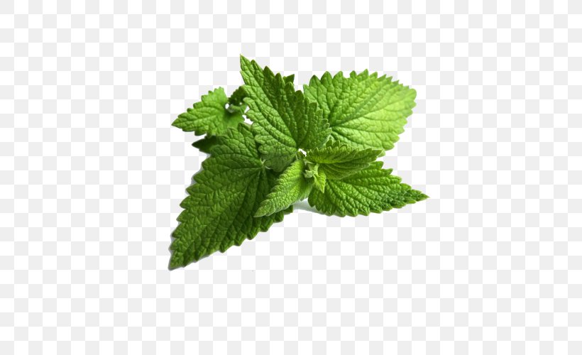 Mentha Spicata Peppermint Wild Mint Water Mint, PNG, 500x500px, Mentha Spicata, Curry Tree, Herb, Herbalism, Leaf Download Free