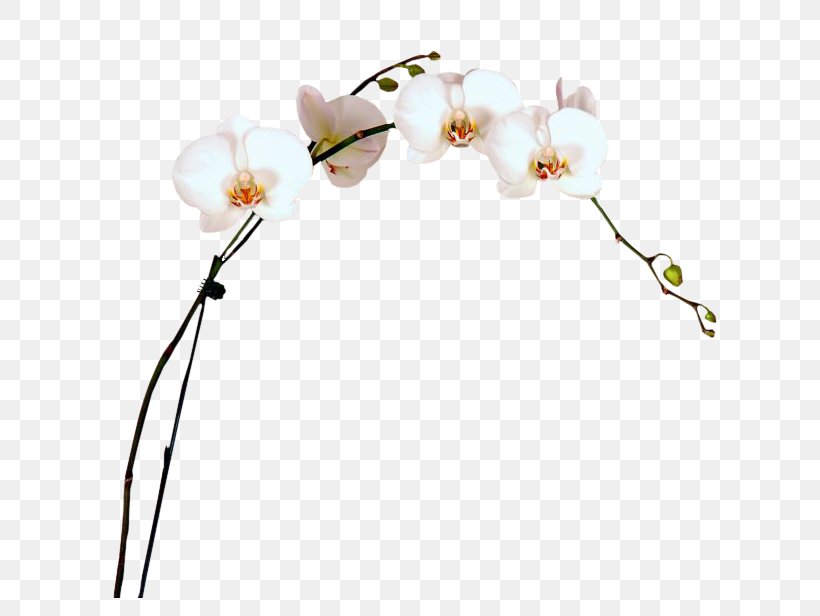Moth Orchids Cut Flowers Plant Stem Twig, PNG, 647x616px, Moth Orchids, Blossom, Body Jewellery, Body Jewelry, Branch Download Free