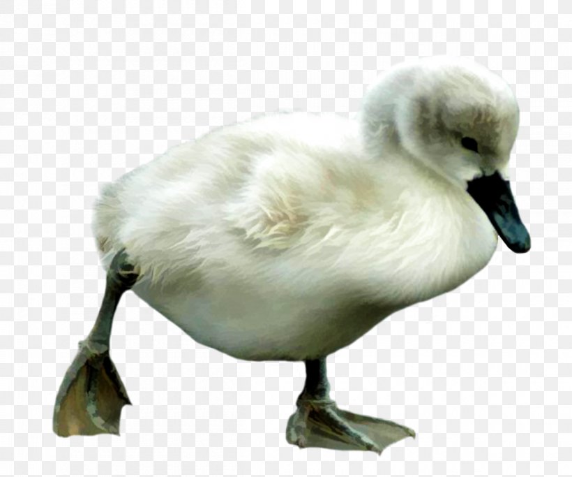Bird Cygnini Duck Anser, PNG, 1200x1000px, Bird, Animal, Anser, Beak, Cartoon Download Free