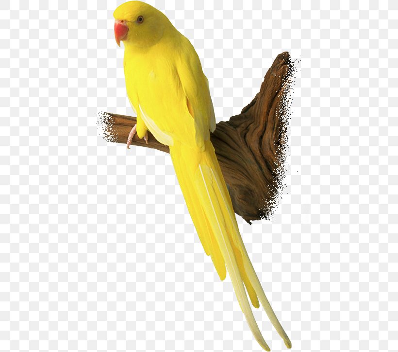 Budgerigar Lovebird Parrot Bird Day, PNG, 454x724px, Budgerigar, Amazon Parrot, Beak, Bird, Bird Day Download Free