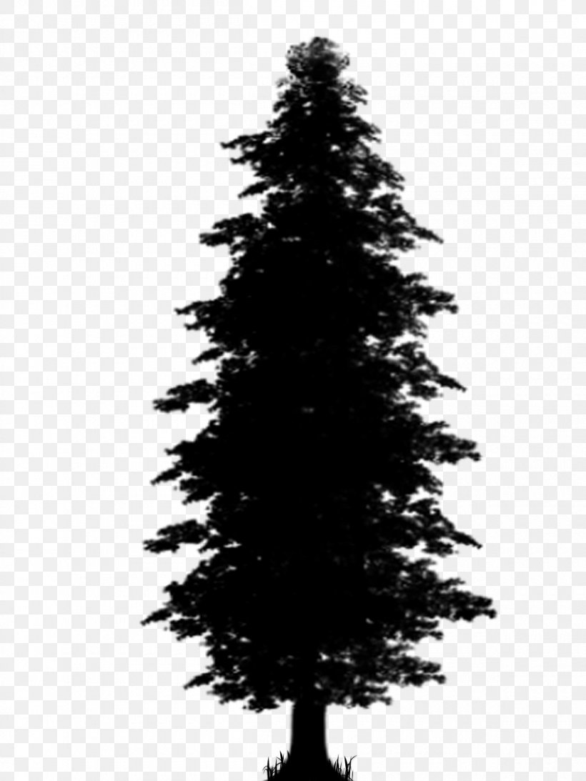 Spruce Pine Christmas Tree Fir, PNG, 1200x1600px, Spruce, American ...