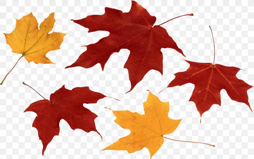 Autumn Leaf Color, PNG, 1600x1003px, Autumn Leaf Color, Autumn, Color, Flowering Plant, Green Download Free