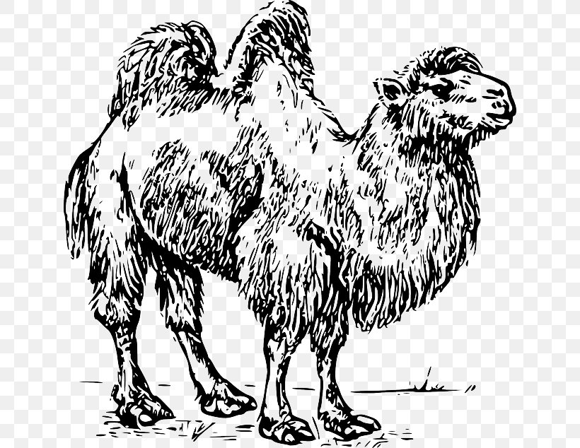 Bactrian Camel Dromedary Clip Art Australian Feral Camel Vector Graphics, PNG, 640x634px, Bactrian Camel, Arabian Camel, Australian Feral Camel, Beak, Black And White Download Free