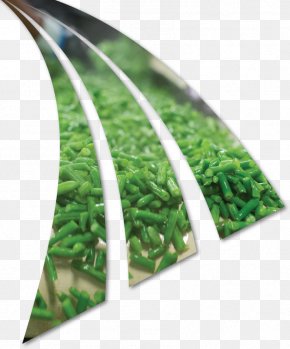 Beans Vejitble - Burnette Foods Inc Green Bean Vegetable PNG