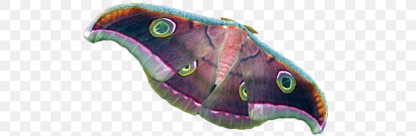 Butterfly Moth Silkworm Tussar Silk, PNG, 500x269px, Butterfly, Biology, Butterflies And Moths, Com, Fish Download Free
