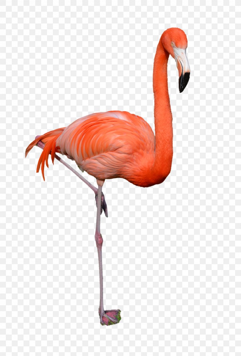 Flamingo Clip Art, PNG, 1600x2367px, Flamingo, Beak, Bird, Display Resolution, Hyperlink Download Free