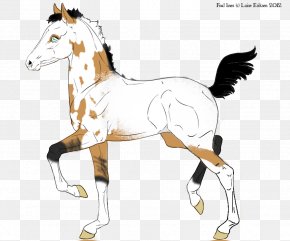 Cordon Bleu - Foal Stallion Pony Colt Mustang PNG
