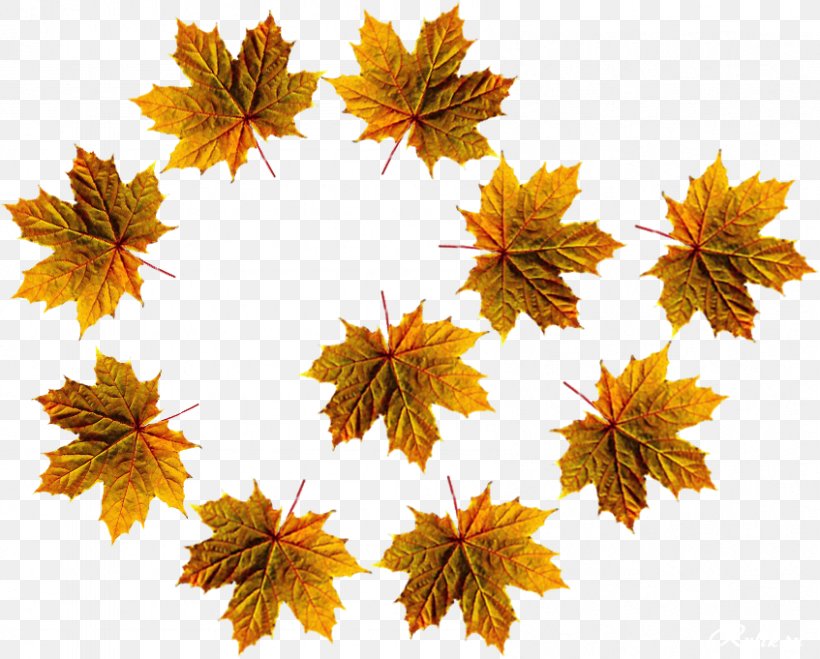 Maple Leaf Autumn Photography Ansichtkaart, PNG, 847x681px, 9 May, Maple Leaf, Ansichtkaart, Autumn, Deciduous Download Free