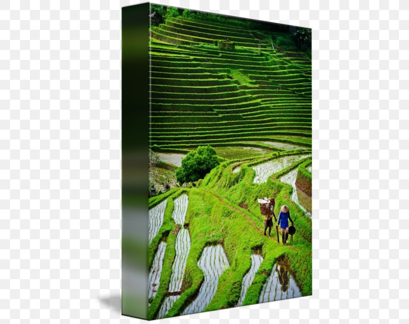 Bali Gallery Wrap Ecosystem Canvas Art, PNG, 443x650px, Bali, Art, Canvas, Ecosystem, Flora Download Free