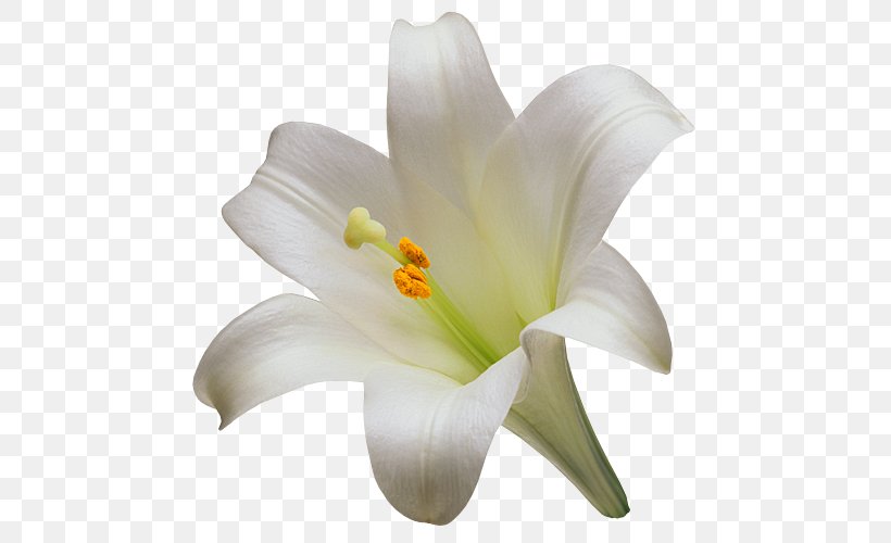 Madonna Lily Easter Lily Flower Arum-lily Tiger Lily, PNG, 500x500px, Madonna Lily, Arumlily, Calla Lily, Cut Flowers, Easter Lily Download Free