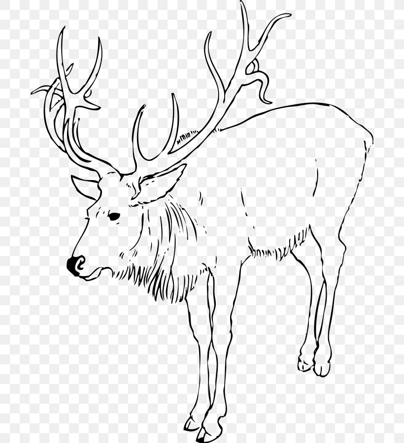 Reindeer White-tailed Deer Coloring Book Child, PNG, 696x900px, Reindeer, Animal Figure, Antler, Black And White, Child Download Free
