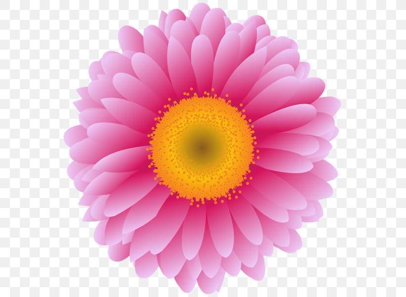 Transvaal Daisy Stock Photography Vector Graphics Royalty-free Flower, PNG, 571x600px, Transvaal Daisy, Chrysanthemum, Chrysanths, Close Up, Dahlia Download Free