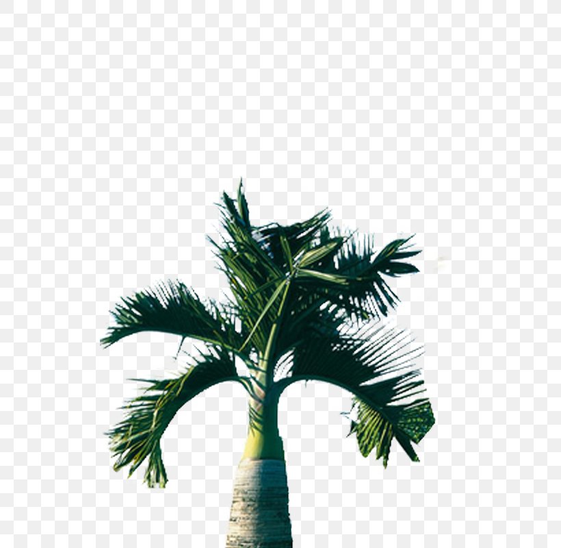 Tree Arecaceae Coconut, PNG, 800x800px, Tree, Arecaceae, Arecales, Coconut, Evergreen Download Free