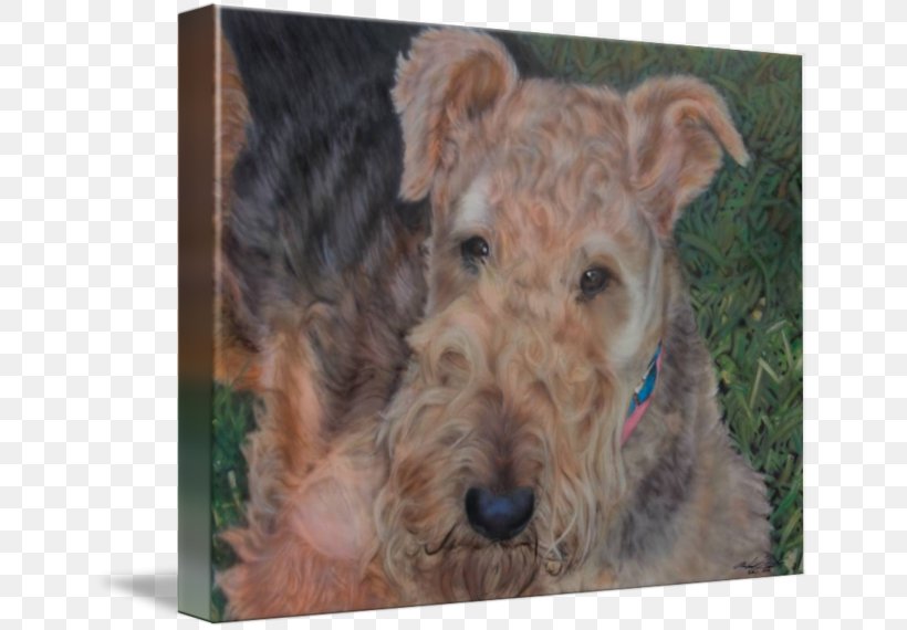 Airedale Terrier Welsh Terrier Lakeland Terrier Irish Terrier Schnoodle, PNG, 650x570px, Airedale Terrier, Airedale, Breed, Carnivoran, Dog Download Free
