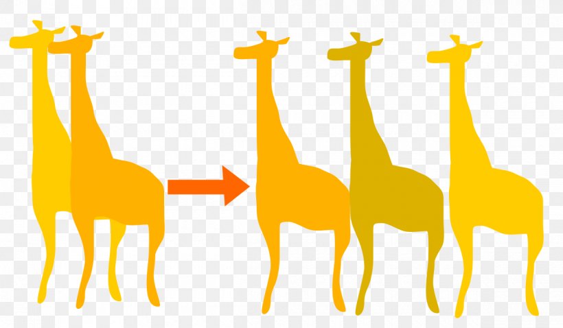 Giraffe The Theory Of Evolution Biology Orthogenesis, PNG, 1200x700px, Giraffe, Biology, English, Evolution, Fauna Download Free