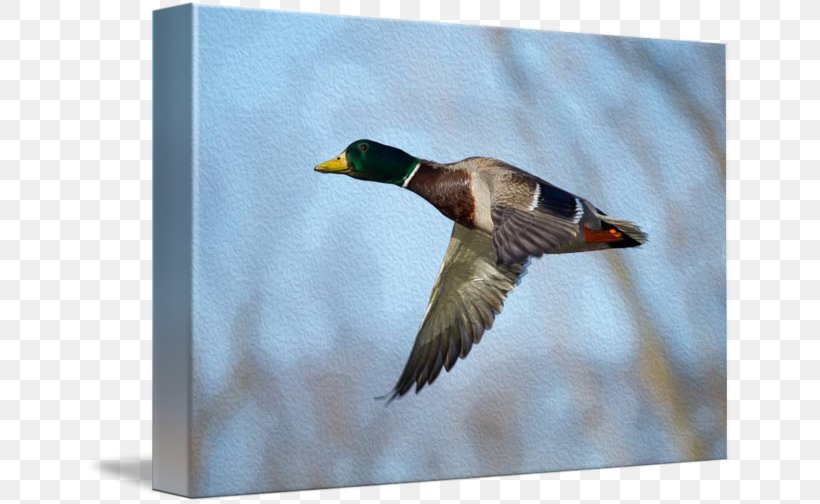 Mallard Duck Flight Feather Beak, PNG, 650x504px, Mallard, Beak, Bird, Blanket, Duck Download Free