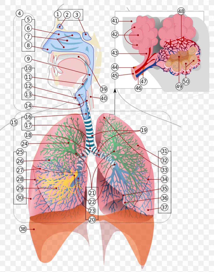 Respiratory System Respiratory Tract Respiration Breathing Lung, PNG, 910x1158px, Watercolor, Cartoon, Flower, Frame, Heart Download Free