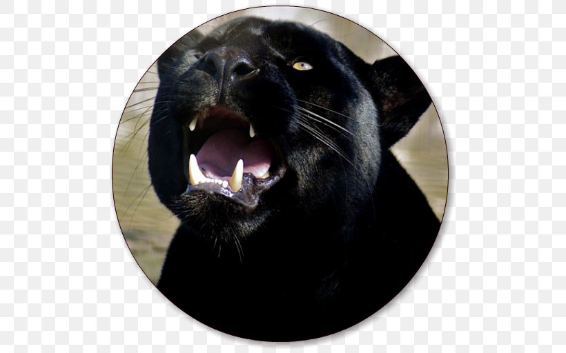 Black Panther 4K Resolution Desktop Wallpaper High-definition Television Image, PNG, 512x512px, 4k Resolution, 8k Resolution, Black Panther, Big Cat, Black Cat Download Free