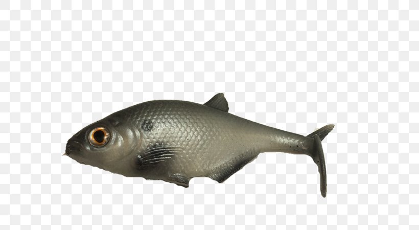 Dorosoma Milkfish Crappie Gizzard, PNG, 600x450px, Dorosoma, Bony Fish, City, Crappie, Eating Download Free