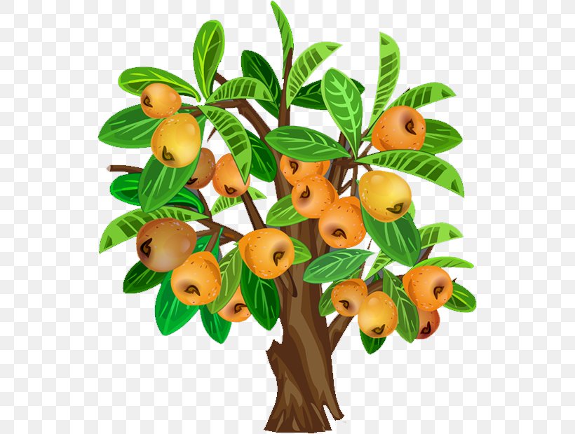 Fruit Tree Java Apple, PNG, 541x620px, Fruit Tree, Branch, Drawing, Flowerpot, Food Download Free