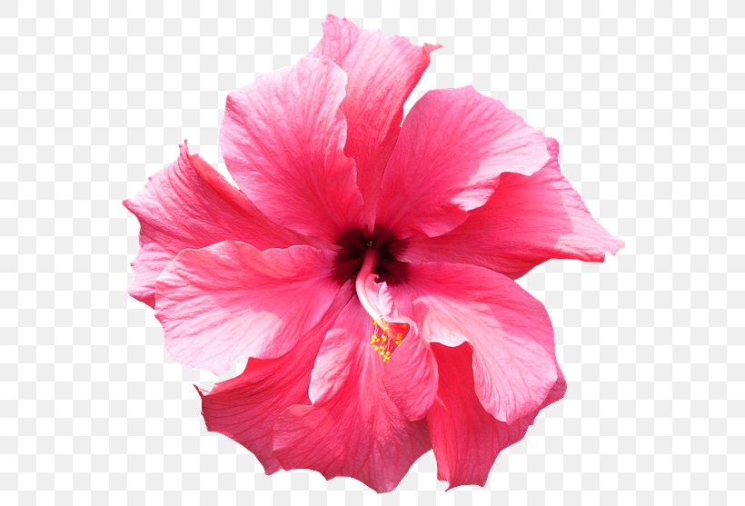 Hibiscus Flower Clip Art, PNG, 557x557px, Hibiscus, China Rose, Chinese Hibiscus, Color, Flower Download Free