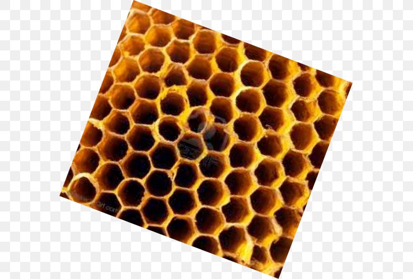 Insect Honeycomb, PNG, 583x554px, Insect, Honeycomb, Membrane Winged Insect Download Free