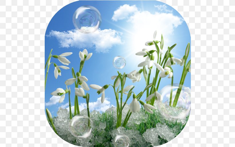 Mărțișor March 1 Christmas Card Snowdrop, PNG, 512x512px, 2018, March 1, Aquatic Plant, Christmas, Christmas Card Download Free