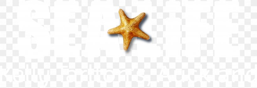 Starfish Font, PNG, 2641x911px, Starfish, Wing Download Free