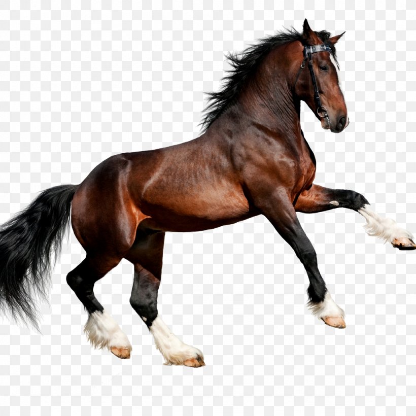 Arabian Horse Friesian Horse Canter And Gallop Clydesdale Horse, PNG, 1024x1024px, Arabian Horse, Animal Figure, Bay, Black, Bridle Download Free