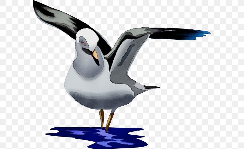Bird Beak Seabird Gull Lari, PNG, 600x502px, Watercolor, Beak, Bird, European Herring Gull, Gull Download Free