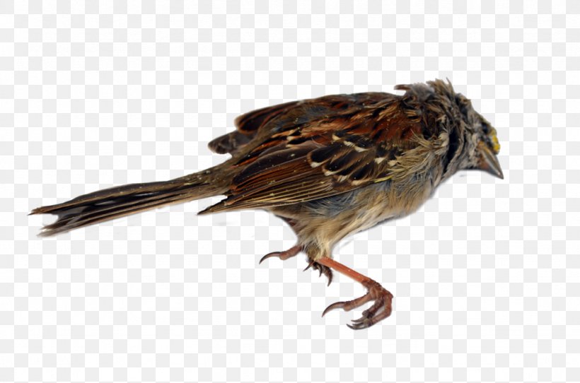 Death House Sparrow Clip Art Bird, PNG, 1024x678px, Death, Beak, Bird, Deviantart, Fauna Download Free