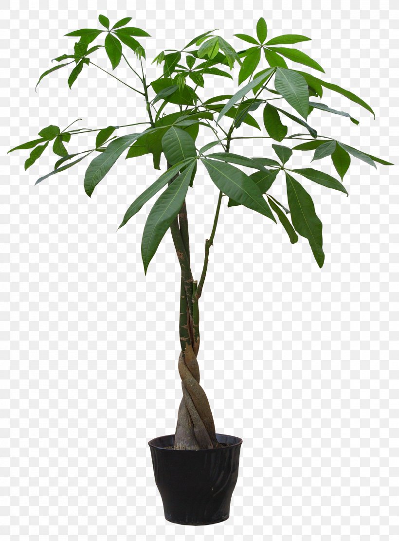 Houseplant Flowerpot Guiana Chestnut, PNG, 2100x2850px, Plant, Bamboo, Bonsai, Drosera, Fern Download Free