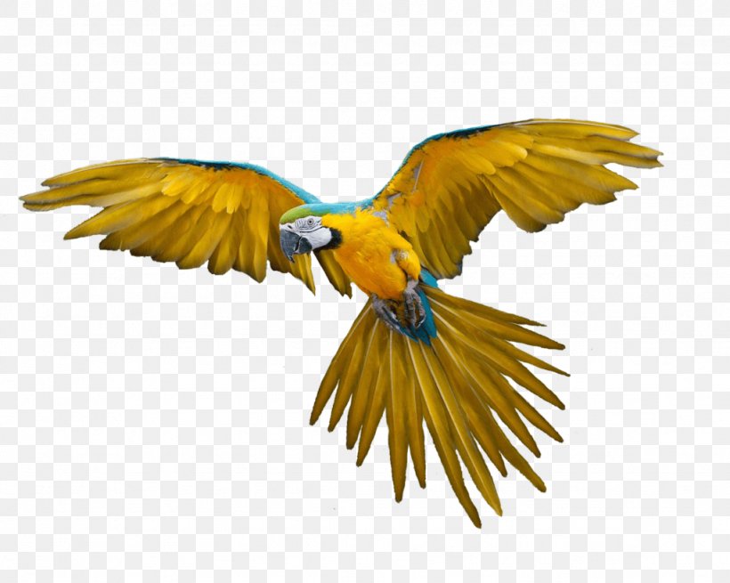 Parrot Bird Macaw, PNG, 1024x819px, Bird, Beak, Columbidae, Domestic Pigeon, Eagle Download Free